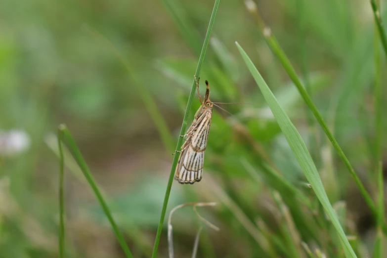 a striped insect with white stripes is on the blade of a plant