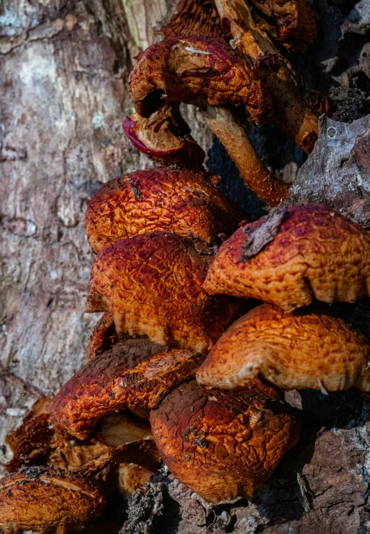 several red mushrooms on top of a tree trunk