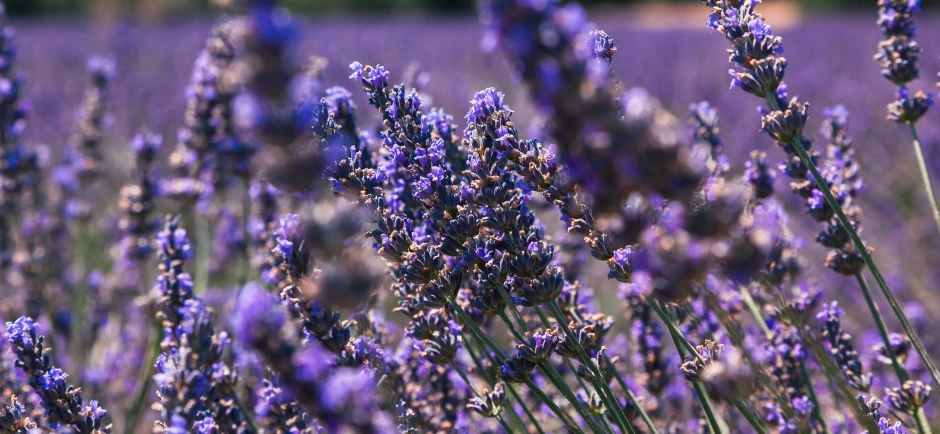 many purple flowers that are in the field