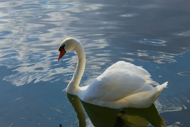 the white swan swims on water and reflects its long neck