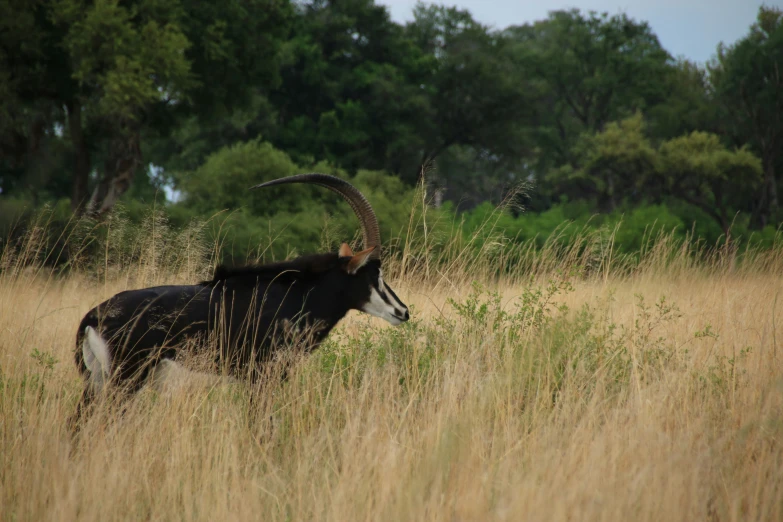 the wildebeest walks through the tall, brown grass