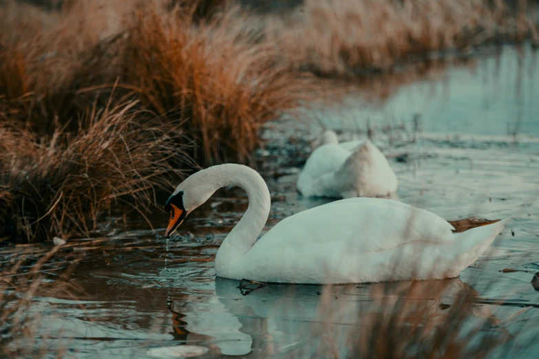 two swans swimming in a marsh, one is white