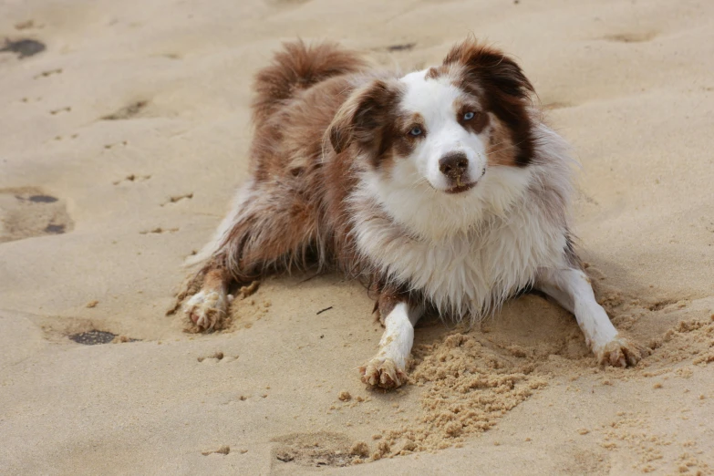 a dog is laying in the sand on a beach
