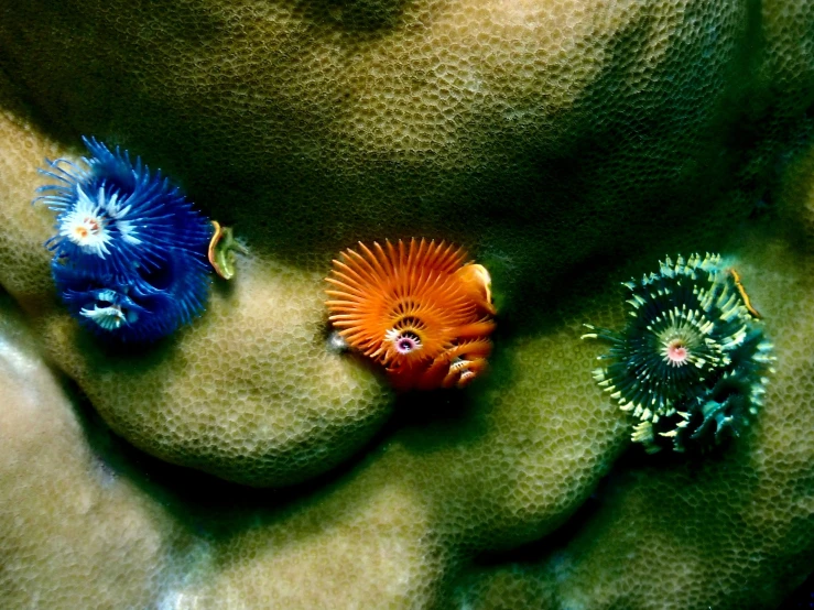 two orange and one blue sea urchins and algae