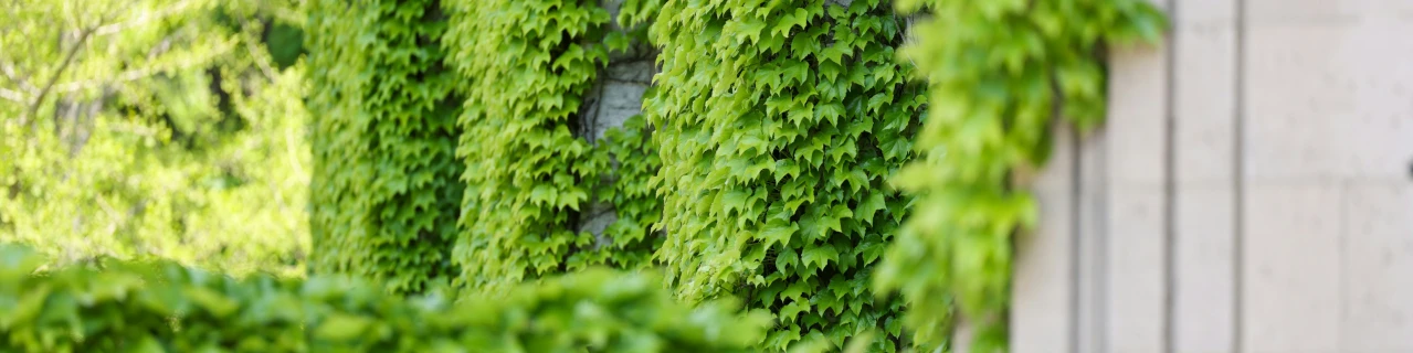 green vines are growing on the side of a building