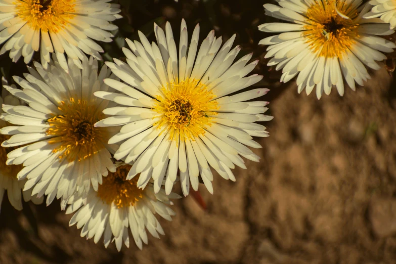 a bunch of small white flowers with yellow centers