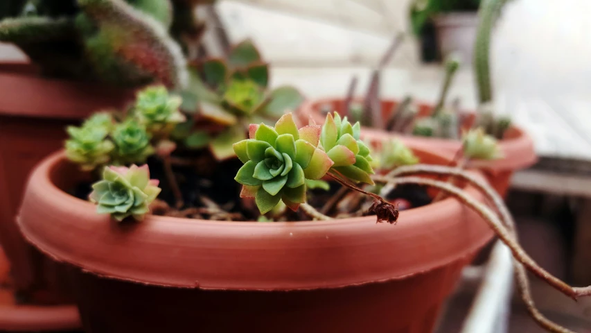 the plants are sitting in the clay pots