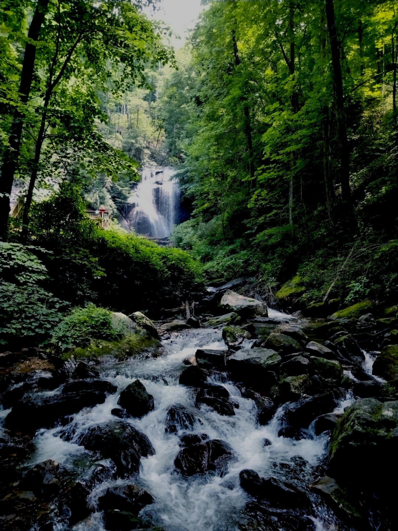 a stream flows through a lush forest next to rocks