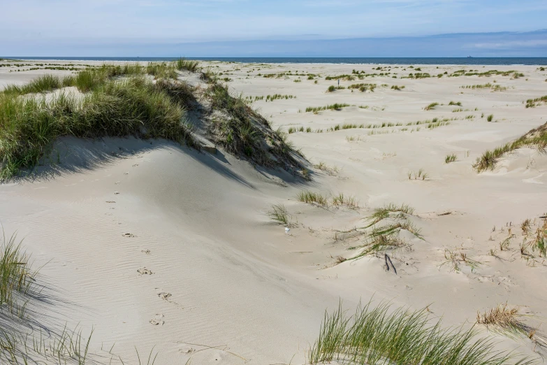 the sand is covered in green plants by the ocean