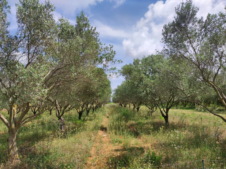 a dirt path in a field surrounded by trees