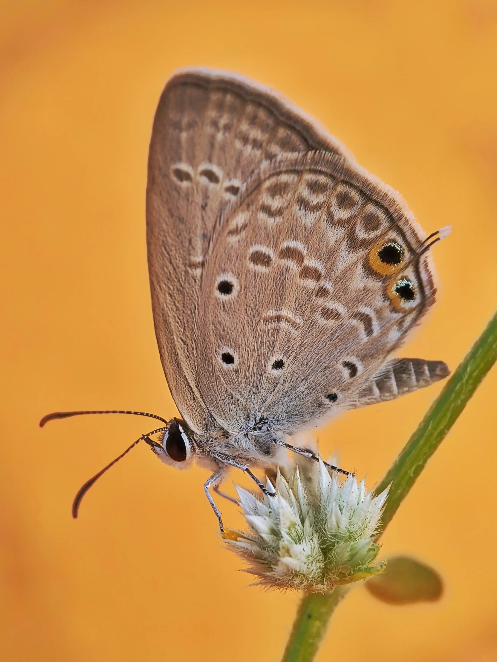 a close - up view of a small erfly sitting on a flower