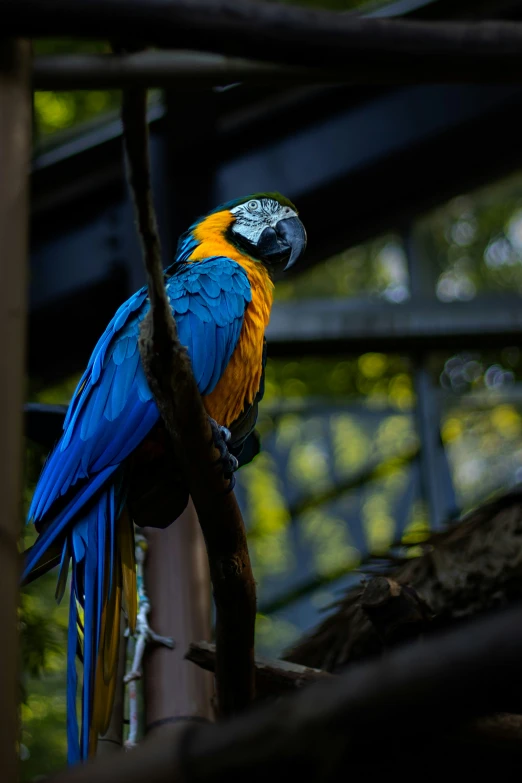 the parrot has yellow and blue feathers and a bright yellow back