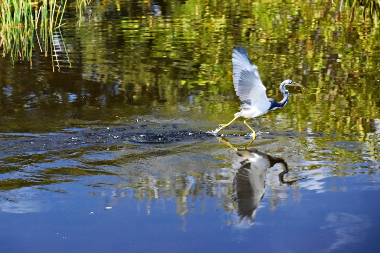 the heron is flying low to the water