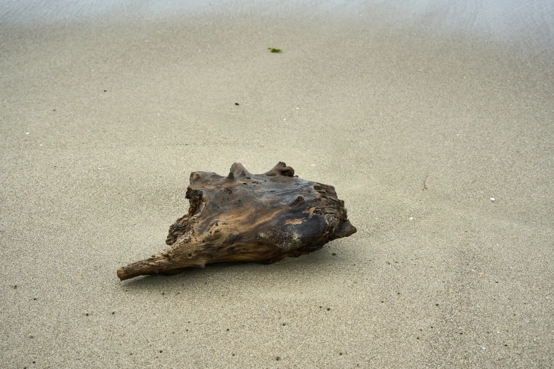 a piece of brown driftwood on beach with water in the background