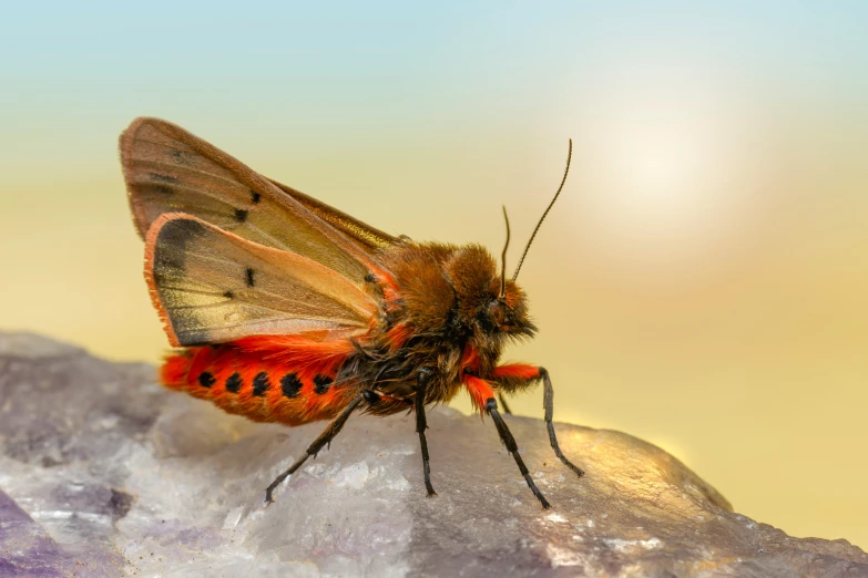 a close up s of a brown erfly