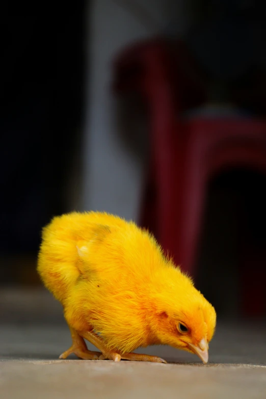 a small bird that is walking around on the ground