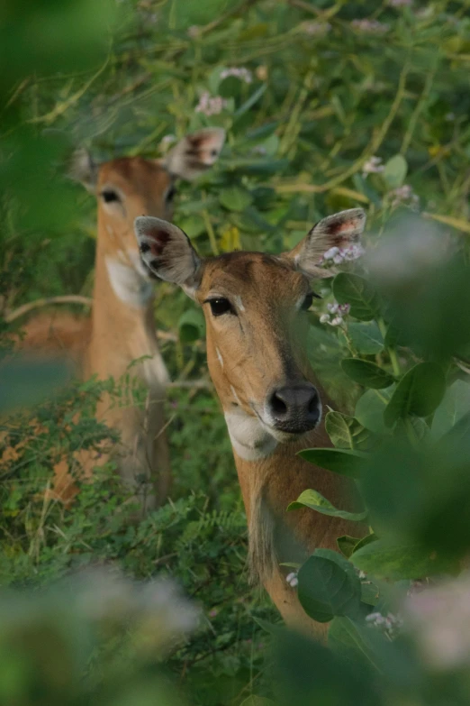 two baby deer stand in some thick green brush