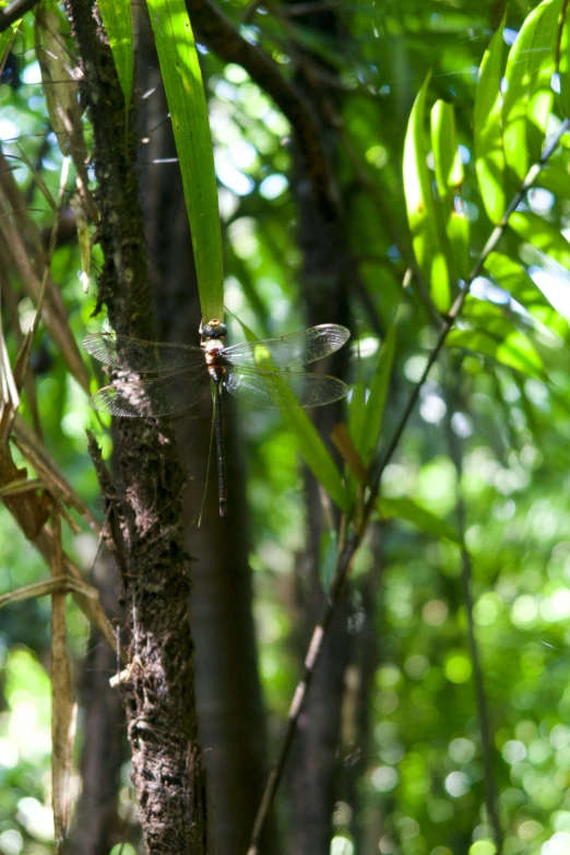 a dragonfly sitting on a tree nch in a forest