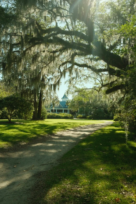 a large oak tree has it's nches completely covered in spanish moss