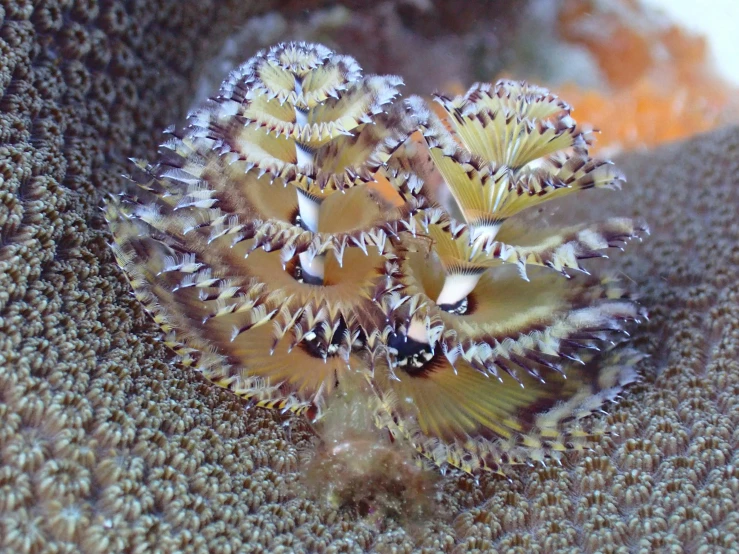 a cluster of little yellow birds sitting on top of a coral