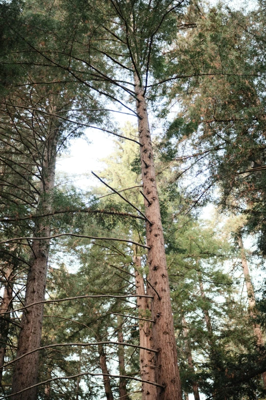 a picture of a tree in the woods