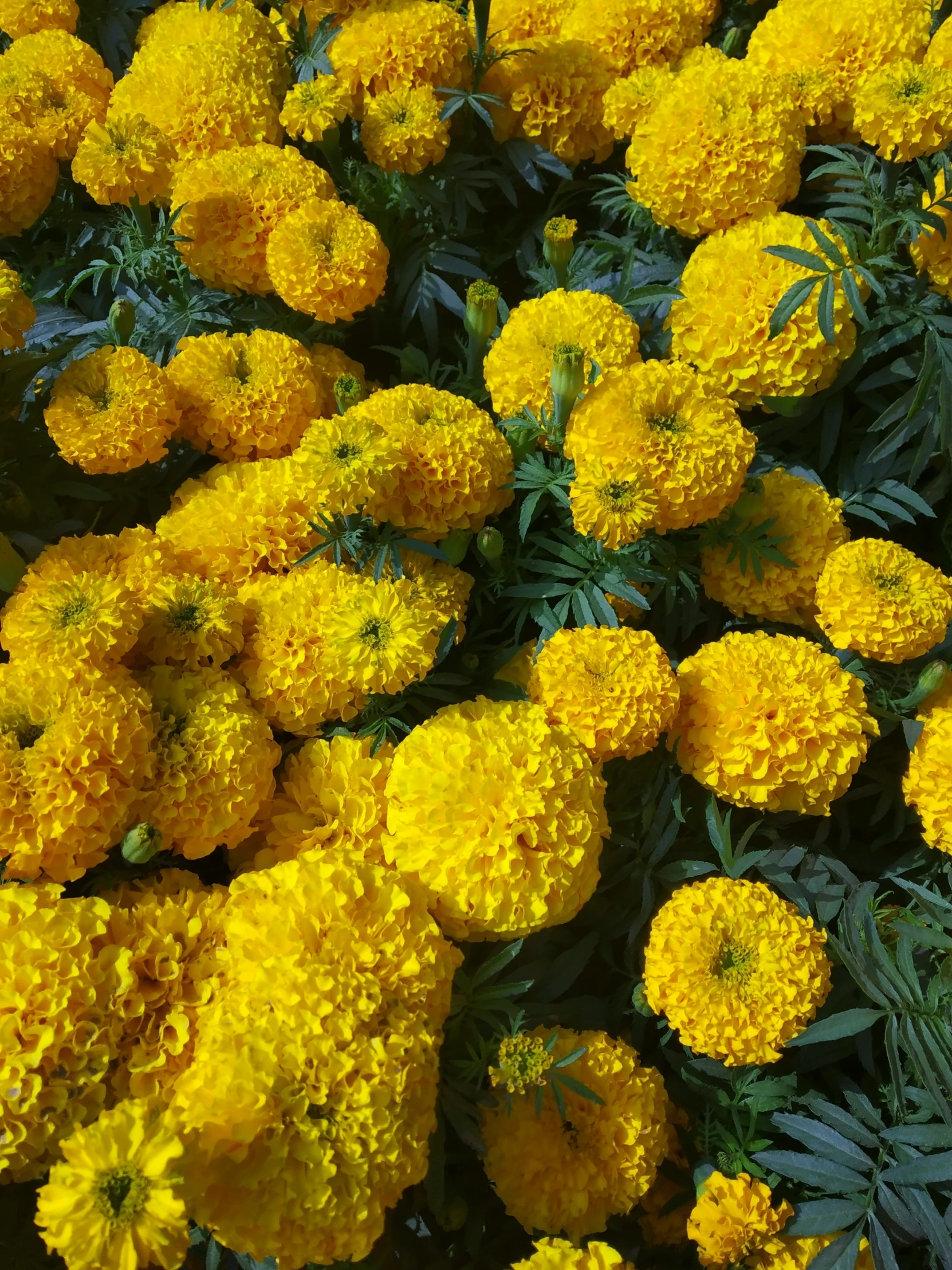 a plant filled with lots of yellow flowers