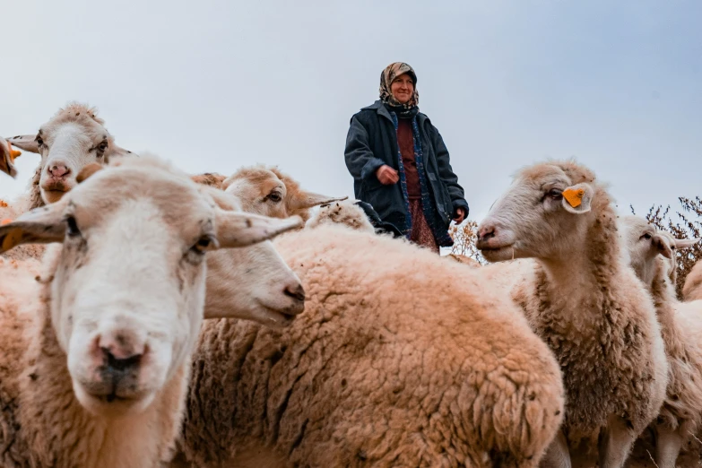 a herd of sheep are standing near a man