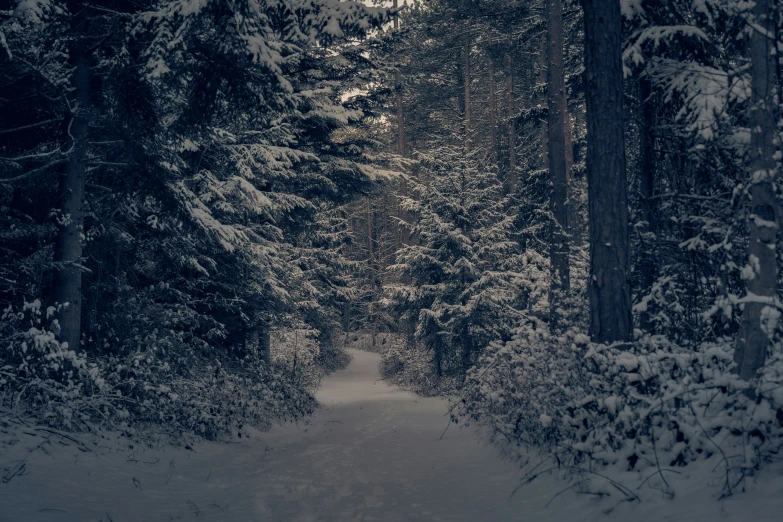 a path between some trees on top of a snowy hill