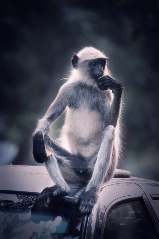 the monkey is sitting on top of the car