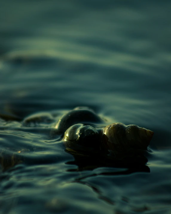 some shells in the water are floating on top of each other