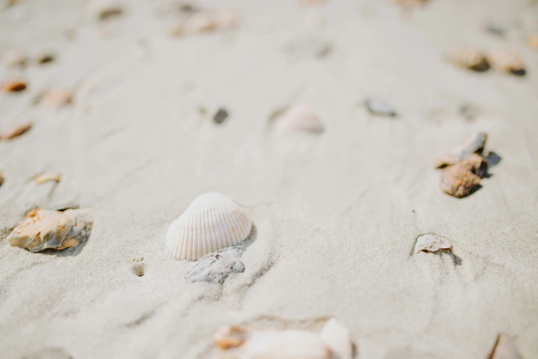 shells on the sand with small starfish swimming behind them