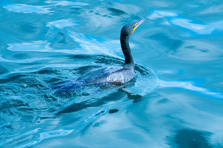 a bird swims through the water near the rocks