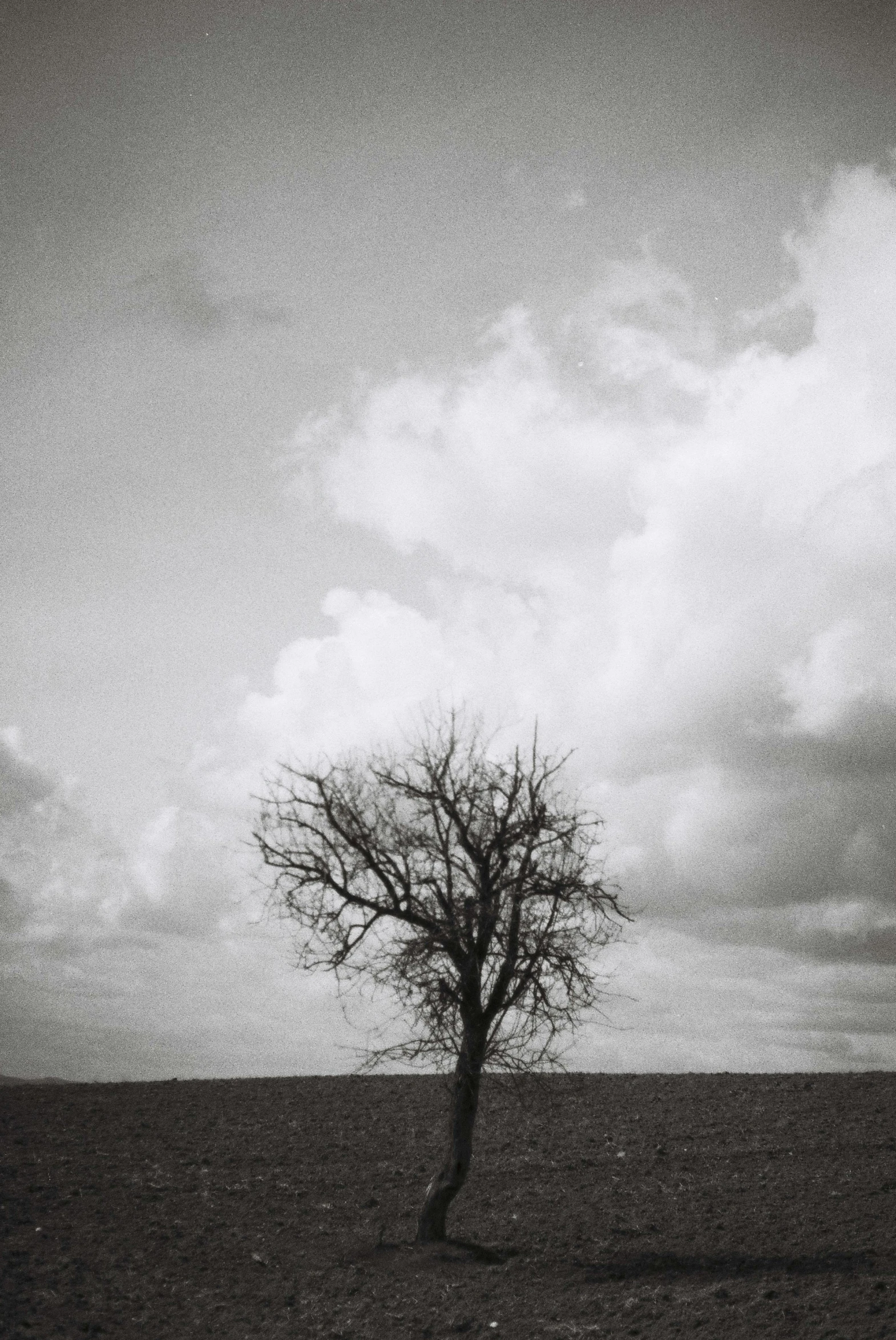 an empty tree stands out against the sky