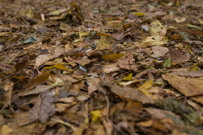 a pile of leaves with lots of green and yellow around them