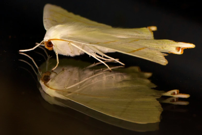 a large erfly sitting on top of water