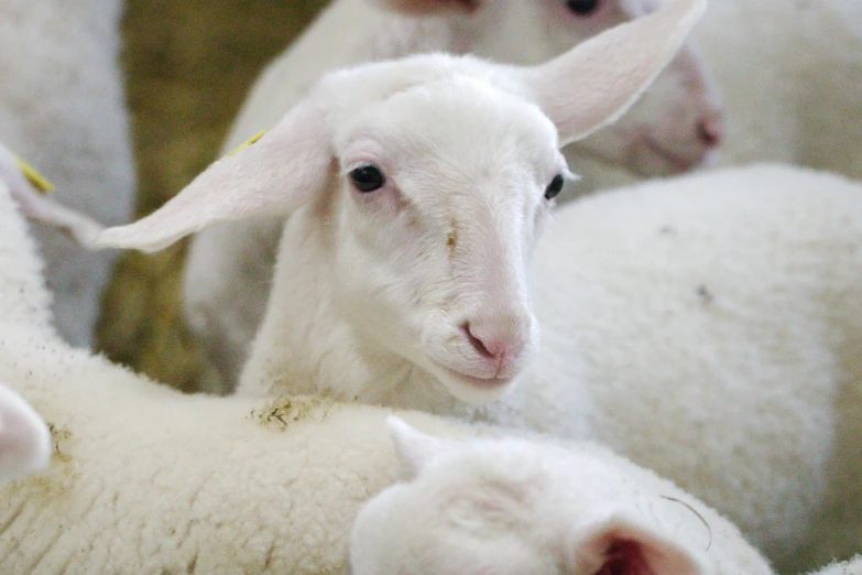 white sheep standing in a group with one laying on the other