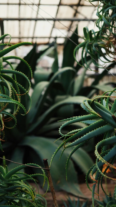 an indoor greenhouse has a lot of succulents on the vine