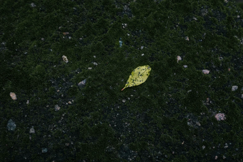 a leaf is sitting on the ground in moss
