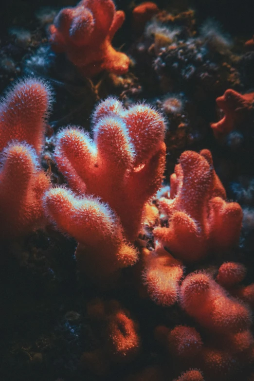 a very colorful coral with red algae growing inside it