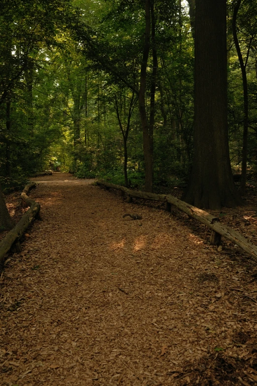 a dirt road through a wooded area with lots of trees