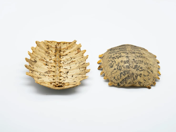 two large leaf shaped objects are placed side by side