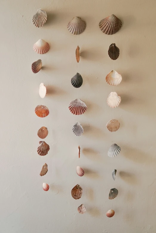 a display of various sea shells on a wall