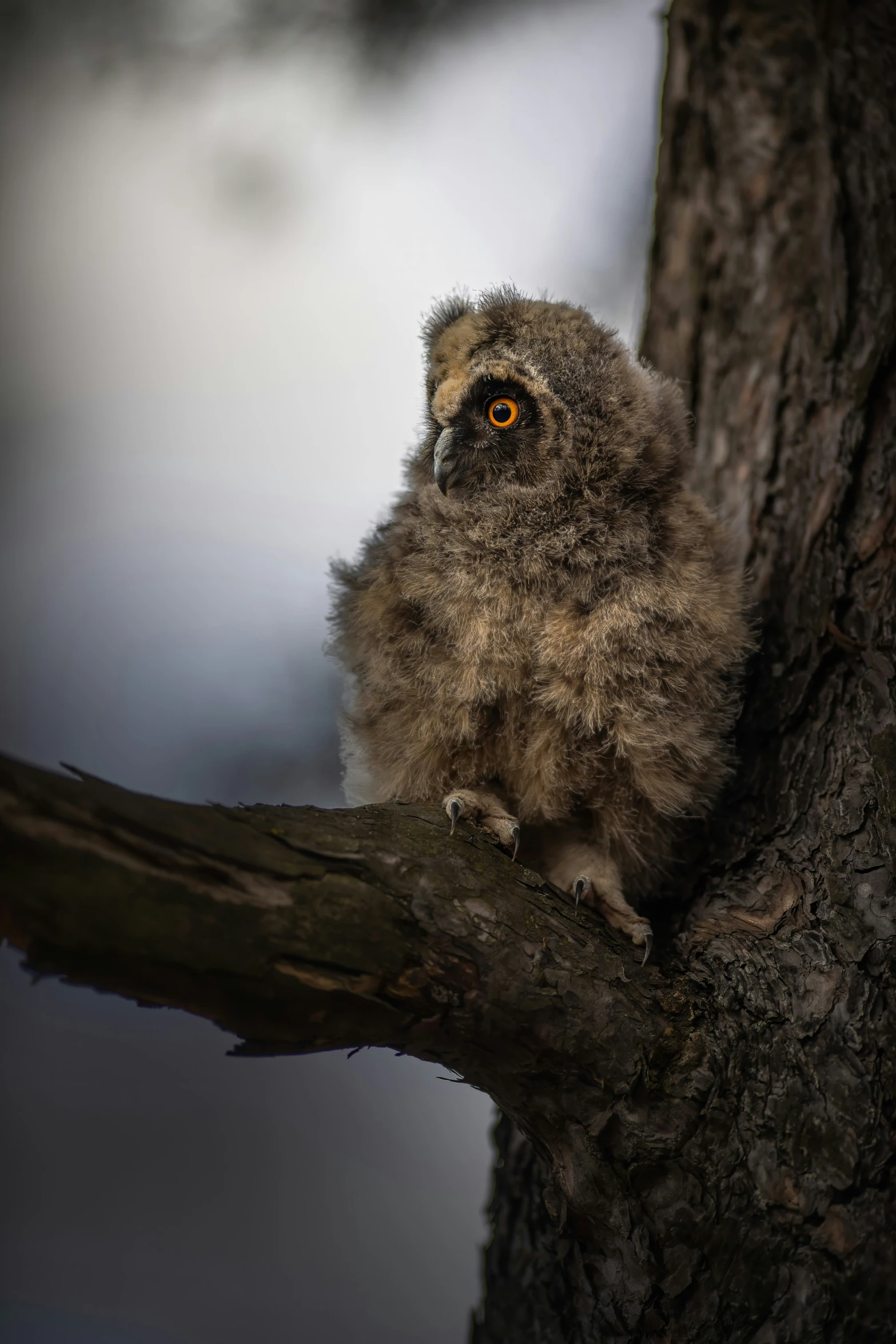 a small owl sitting on a nch in a tree