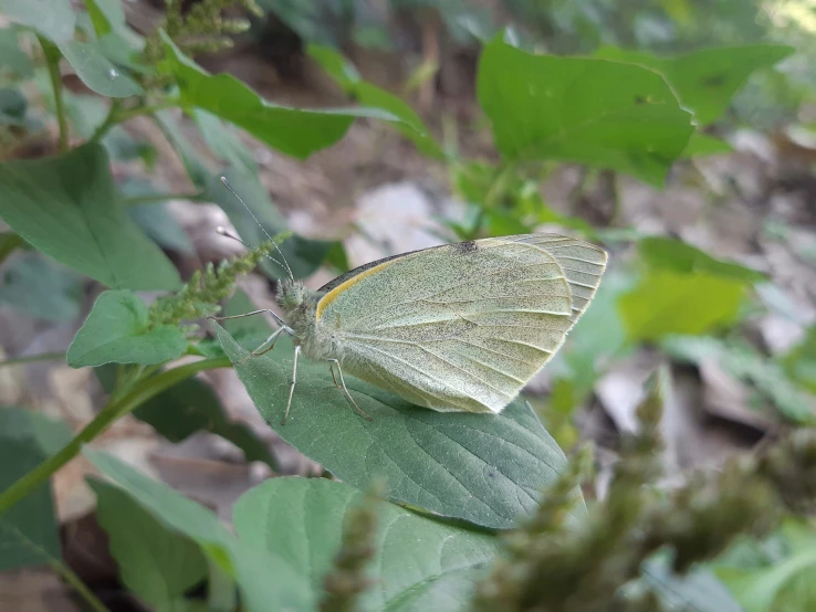 a green and white erfly on some leaves