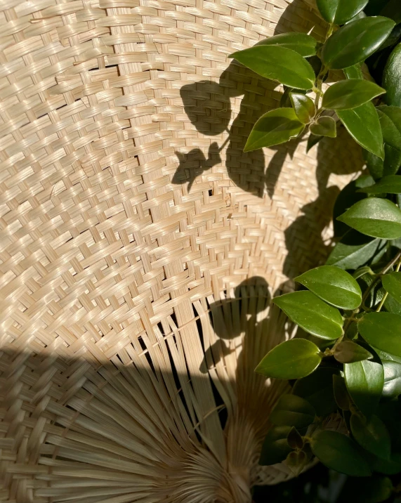 a picture of an umbrella that is standing next to a plant