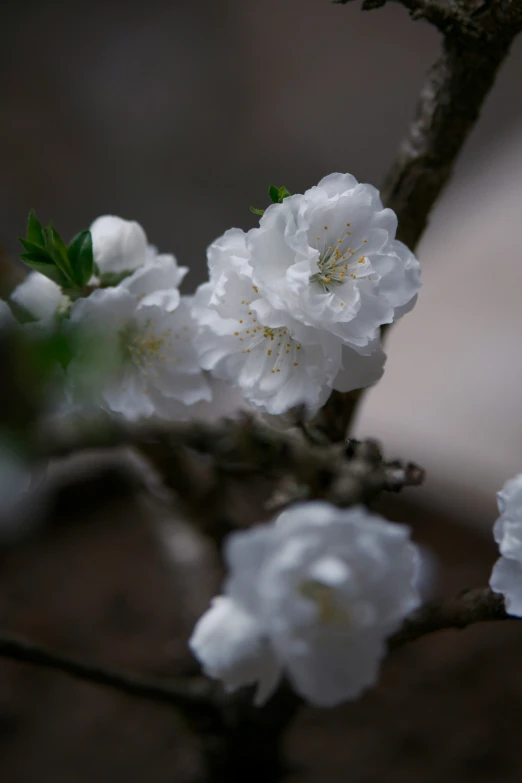 white flowers blooming on the nch of a tree