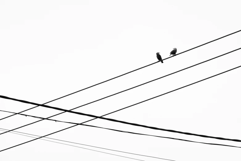 two small birds sit on top of the wires