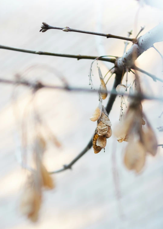 a tree nch with buds and leaves in front of a light background