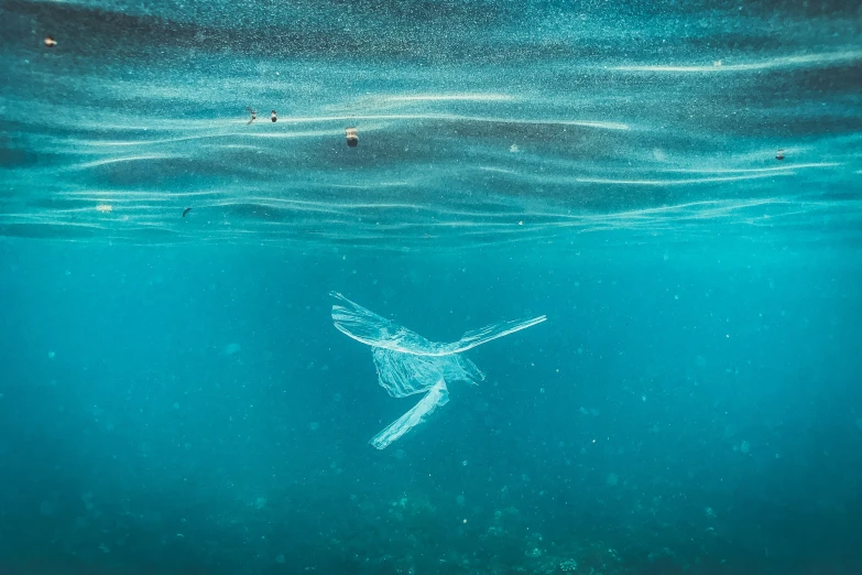 a fish swimming in the water, and it looks like a sea creature