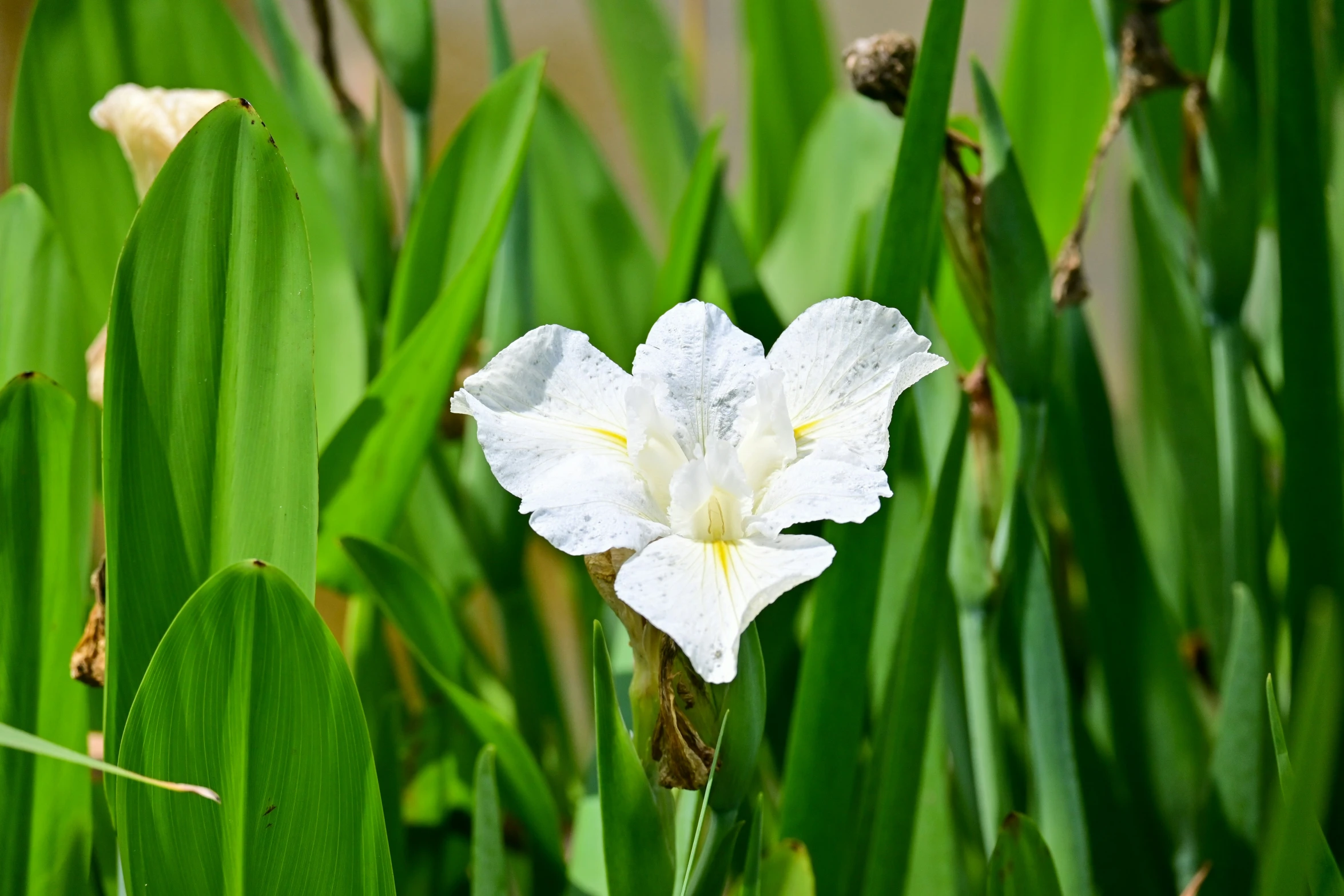 a flower that is on the side of some green plants